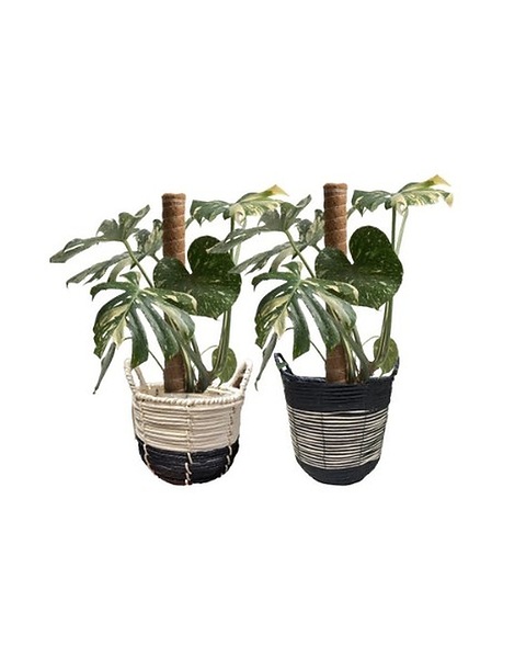 Thai Constellation Monstera
