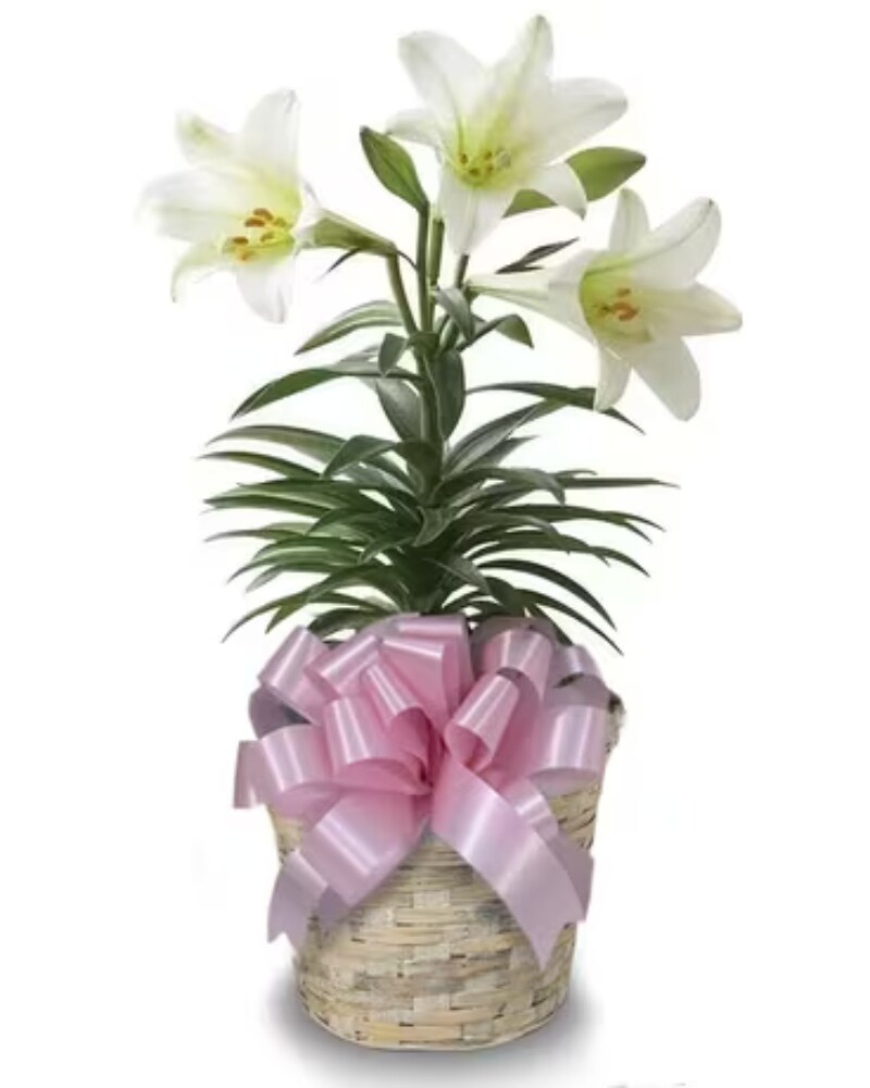 Classic Easter Lily in Virginia Beach VA - Virginia Beach Florist, Inc