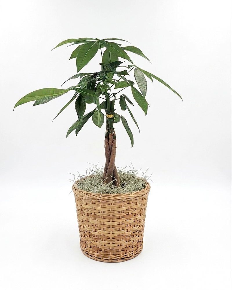 River Pachira Braid - Money Tree in Virginia Beach VA - Virginia Beach  Florist, Inc