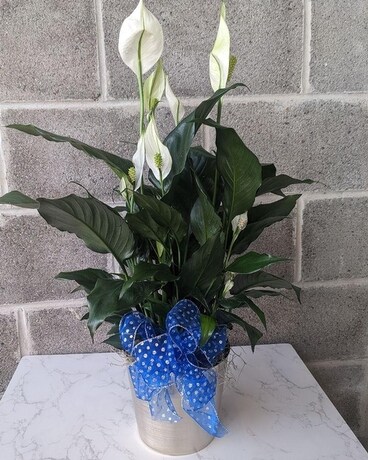 Peace Lily With Flare! Flower Arrangement