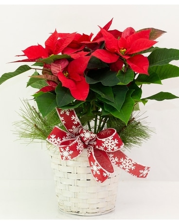 Red Poinsettia in by Norfolk Florist