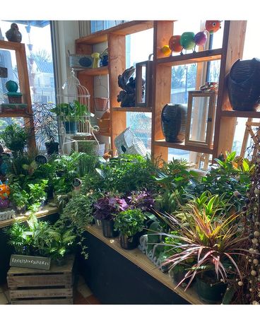 Houseplants Flower Arrangement