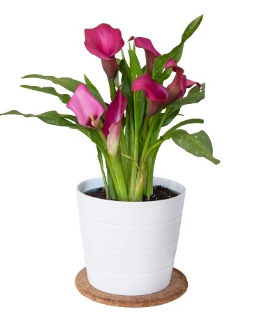 Blooming Calla Lily Flower Arrangement