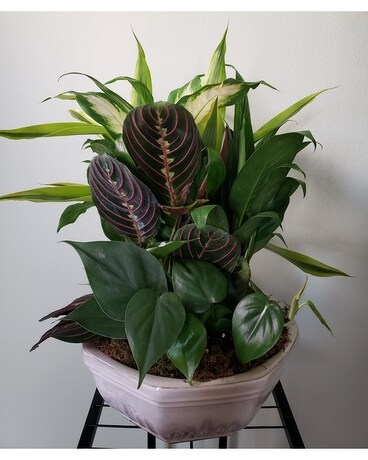 Dish Garden Dish Garden Plant