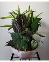 6" Dish size,  inches height and  inches wide.