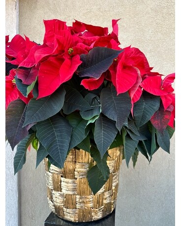Poinsettia Flower Arrangement