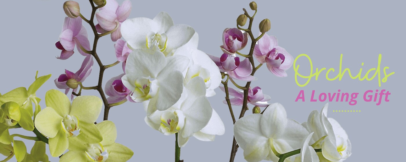 Norfolk Florist Flower Delivery by The Sunflower Florist