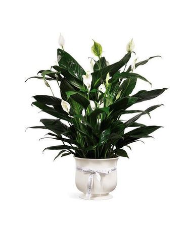 Comfort Planter Plant