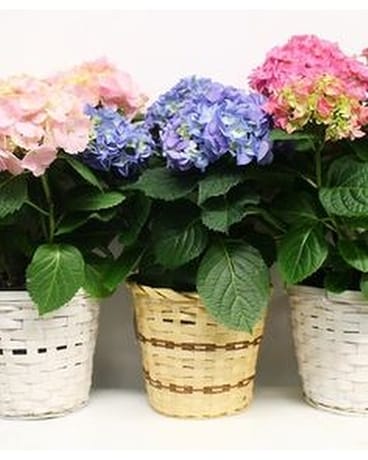 6in hydrangea plant Plant
