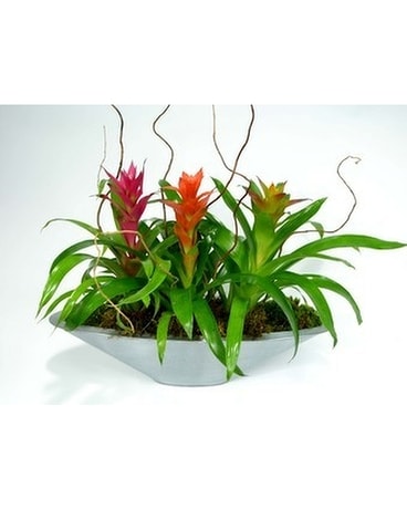 Bromeliad Planter Flower Arrangement