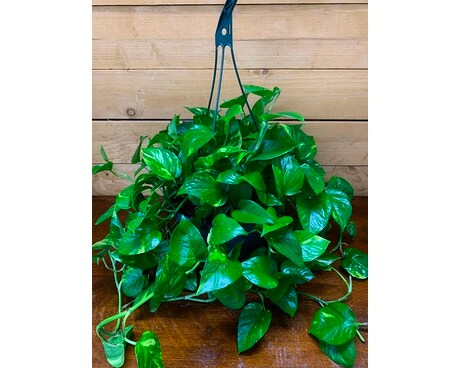 Hanging Pothos Plant Plant
