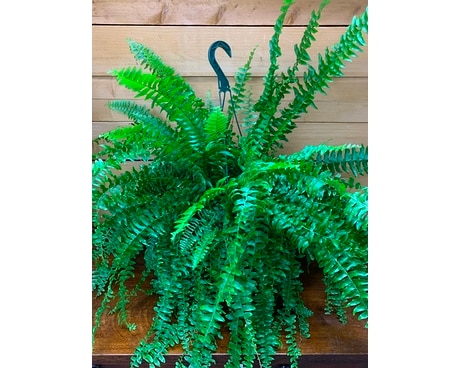 Hanging Boston Fern Plant