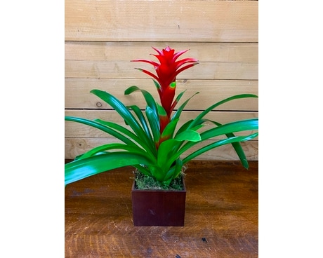 Red Bromeliad Plant