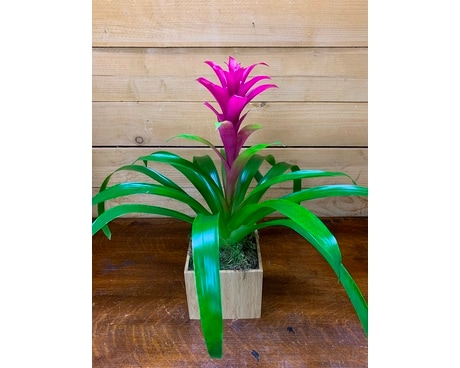 Magenta Bromeliad Plant
