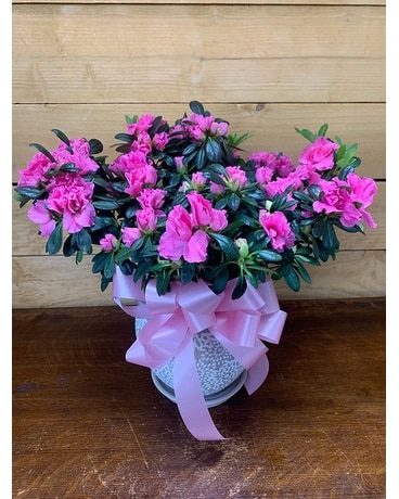 Azalea- Colors Will Vary Flower Arrangement