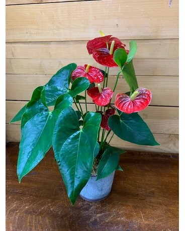 Pink Anthurium Plant Plant