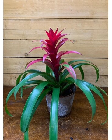 Bromeliad - Pink Plant