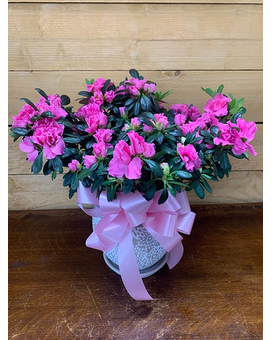 Azalea- Colors Will Vary Flower Arrangement