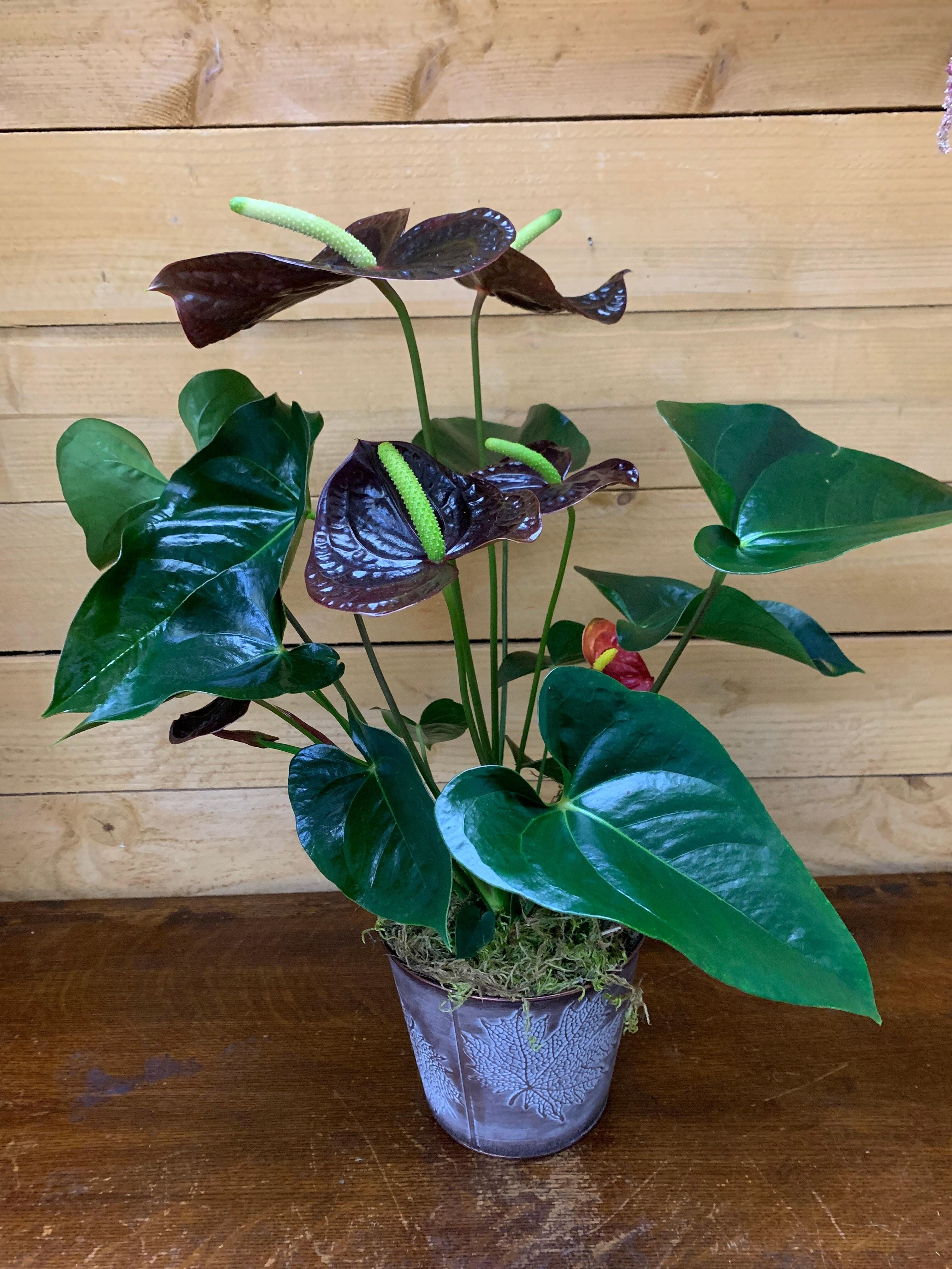Burgundy Anthurium Plant Plant