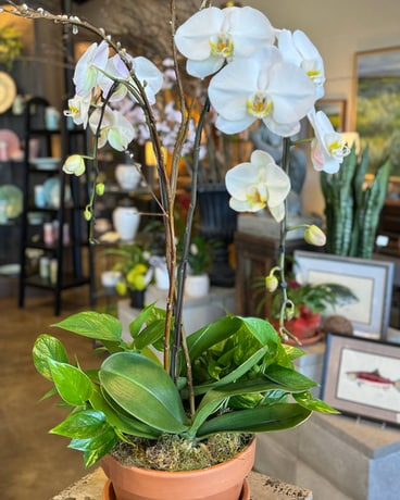 Orchid # 1 in Yakima WA - John Gasperetti's Floral Design