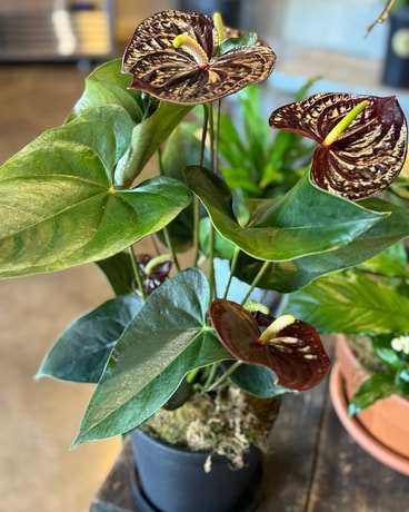 Anthurium #1 in Yakima WA - John Gasperetti's Floral Design