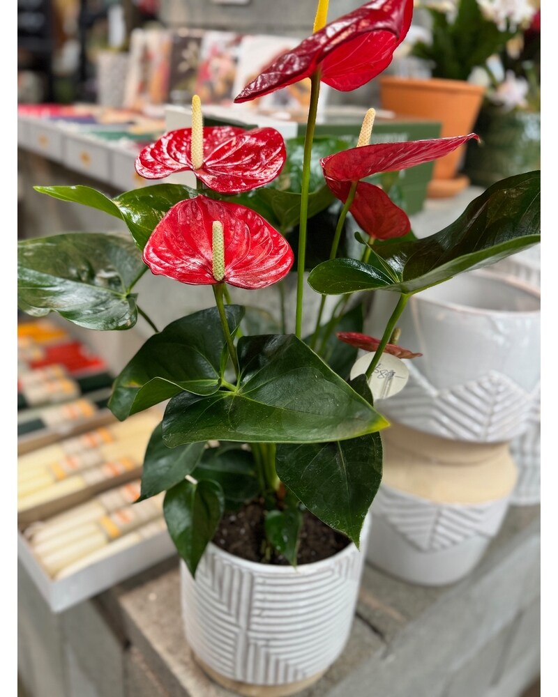 Blooming plant #7 in Yakima WA - John Gasperetti's Floral Design