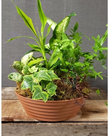 TCL's Green Planter Dish Garden Plant