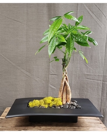 TCL's Zen Planted Money Tree Plant