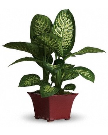 Assorted Tropical Plants Plant