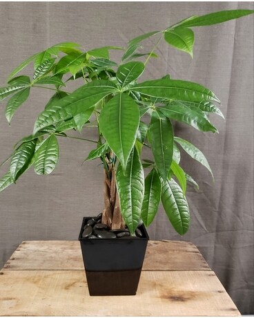 TCL's Money Tree Plant