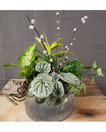 TCL's Green Planter Dish Garden Plant