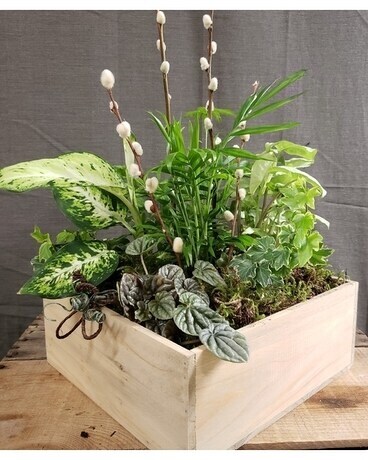 TCL's Wood Green Planter Box Plant