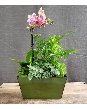 TCL's Orchid Planter Flower Arrangement
