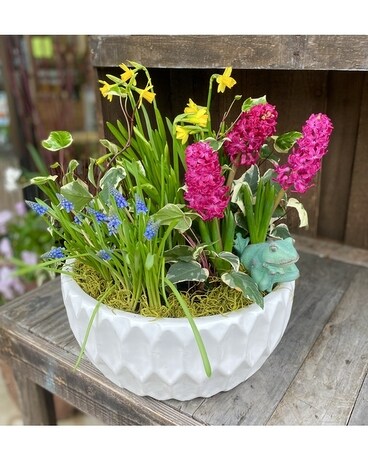 Rainbow Connection Plant