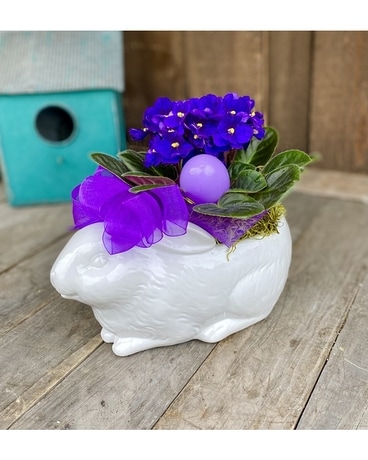 Voilet Bunny Dish Garden Plant