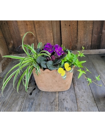 Summer Solstice Dish Garden Plant