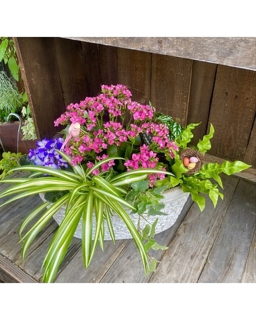 Summer Song Dish Garden Dish Garden Plant