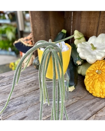 Rattail Cactus Plant