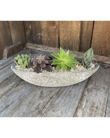 Floating Succulents Plant