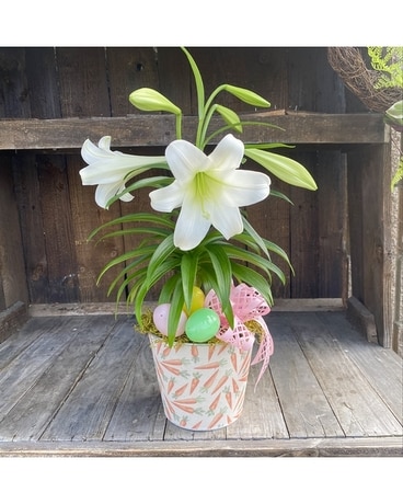 Carrot Easter Lily Plant