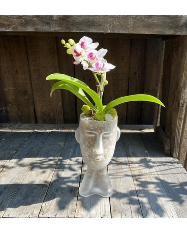 Tiki Time Plant