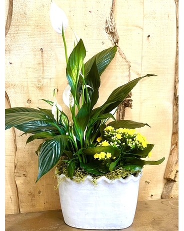 Our Unique Plants Delivery Issaquah WA - Countryside Floral & Garden