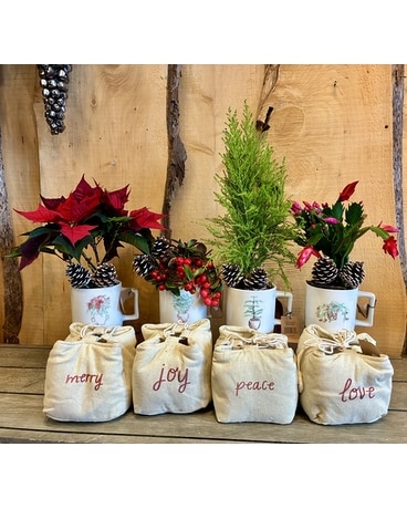 Our Unique Plants Delivery Issaquah WA - Countryside Floral & Garden