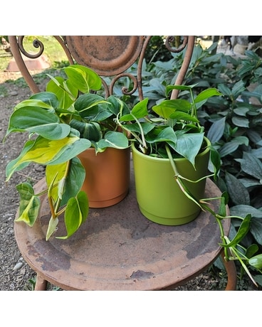 Our Unique Plants Delivery Issaquah WA - Countryside Floral & Garden