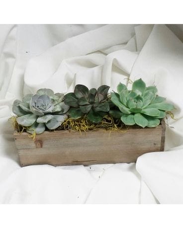 Succulents Boxed Plant