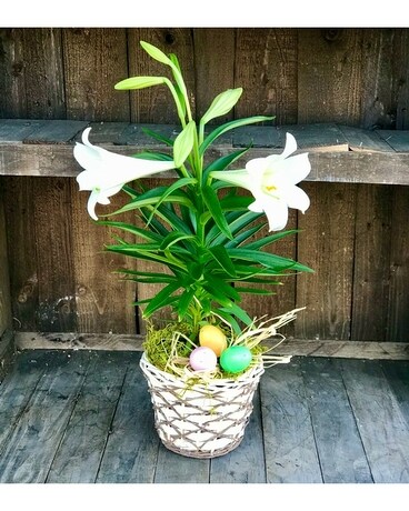 Easter Lily Plant