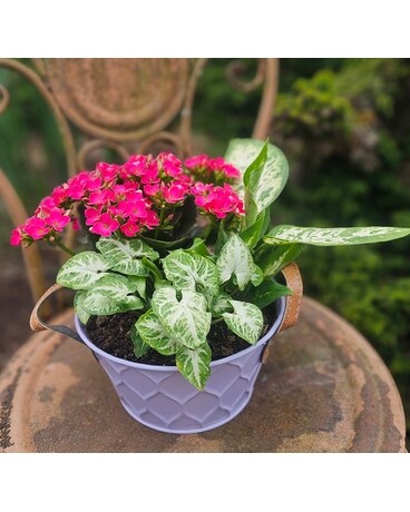 リゾートフラワー Our Unique Plants Delivery Issaquah WA - Countryside Floral & Garden