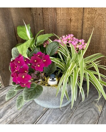 Loving Light Dish Garden Plant
