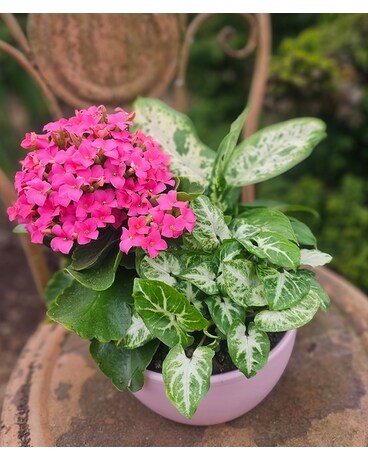Plants Delivery Issaquah WA - Countryside Floral & Garden