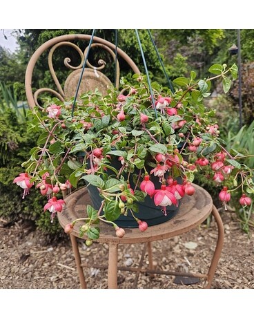Our Unique Plants Delivery Issaquah WA - Countryside Floral & Garden